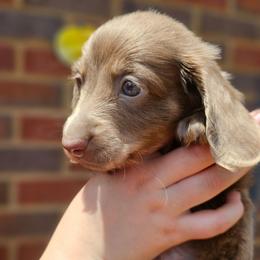 Luke- AKC- Stunning Silver (Isabella) w BLUE eyes - Fawn (isabella) and tan male Dachshund puppy in Loganville, Georgia from Royal Dackel Haus