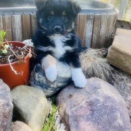 Toy Australian Shepherd Puppies from Kickapoo Creek Aussies