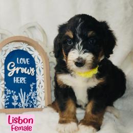 Lisbon - Tri-color female Bernedoodle puppy in Beecher, Illinois from Erica’s Doodles
