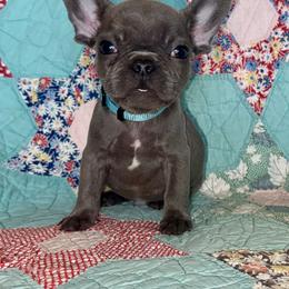 Freddie - Blue male French Bulldog puppy in Paso Robles, California from Laurelwood Frenchies CA