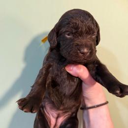 Yellow - Liver female Boykin Spaniel puppy in Northport, Alabama from Blue Creek Boykins