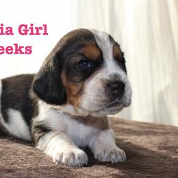Fuchsia Girl - Black white and tan female Beagle puppy in Grantsville, Maryland from Fable & Fern Beagles