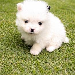 Cookie - White female Pomeranian puppy in Rhome, Texas from TyeDye Kennels