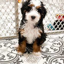 Bernedoodle, Goldendoodle, and Poodle Puppies from Teddy Doodles & Standard Poodles