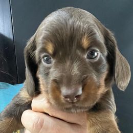 Hudson - Chocolate and tan female Dachshund puppy in Bigfork, Minnesota from Dachshunds Up North