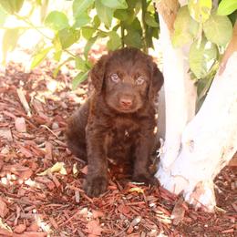 Brownie - Chocolate male Labradoodle puppy in Apache Junction, Arizona from Loving Doodle