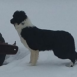 Jack - Border Collie