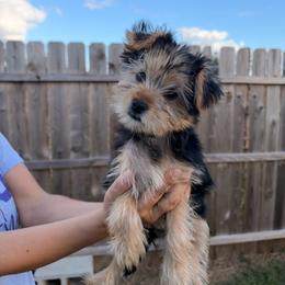 Cookie - Black and tan female Yorkshire Terrier puppy in Beulaville, North Carolina from Sunset Ranch