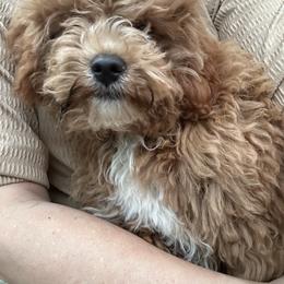 Forever Puppy- Gray Boy - male Cavapoochon puppy in Clementon, New Jersey from PitterPatterPuppiesNJ
