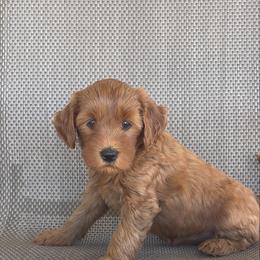 Roses - Red  female Goldendoodle puppy in Point, Texas from Tiny Paws Goldendoodles