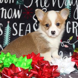 RF2 - Red female Pembroke Welsh Corgi puppy in Texas from Wild West Corgis of Texas