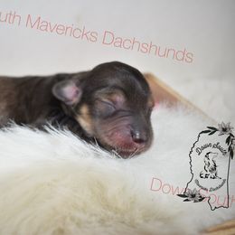 Shaded cream boy - Cream male Dachshund puppy in Seminary, Mississippi from Down South Mavericks Dachshunds