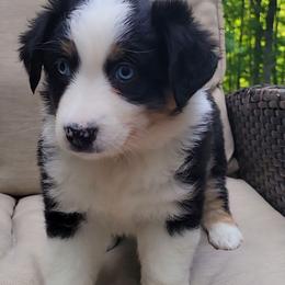 Tinker Bell - Black tri female Miniature Australian Shepherd puppy in Sunbury, Pennsylvania from Elemental Mini Aussies