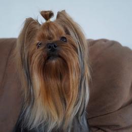 Anna - Yorkshire Terrier