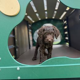 Morel - Orange Collar - Chocolate female Goldendoodle puppy in Garland, Texas from Twilight Doodles