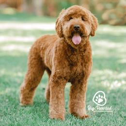 Copper - Goldendoodle