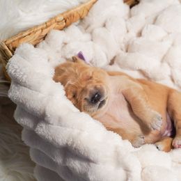 Golden Retriever, Miniature American Shepherd, and Siberian Husky Puppies from HuskiesAndGoldensWithFinesse