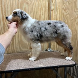 River - Miniature American Shepherd