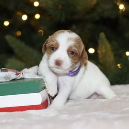 Purple - Caramel female Australian Labradoodle puppy in Calhoun, Louisiana from Arrowhead Australian Labradoodles