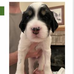 English Setter Puppies from Wildcat Creek Kennels