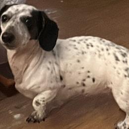 SnoopyBelle - Dachshund