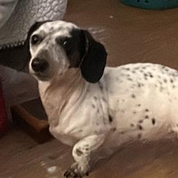 SnoopyBelle - Dachshund
