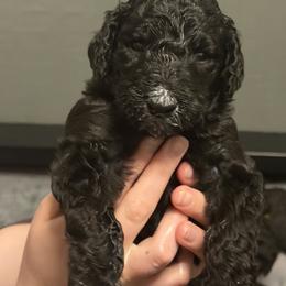 Poodle Puppies from Risa Poodles