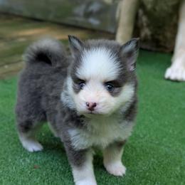 Breezy - Toy Female Blue Eyes - Blue female Pomsky puppy in Hurleyville, New York from My Crazy Pomskys