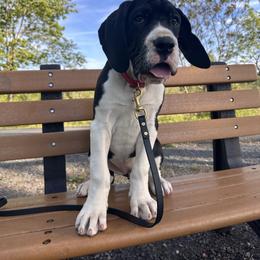 Echo - Mantle female Great Dane puppy in Liberty, New York from Catskills Greatest Danes