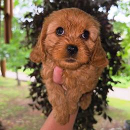 Red - Red male Cavapoo puppy in Lincolnton, North Carolina from Cuddable Pups
