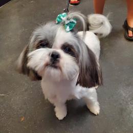 Allie - Shih Tzu