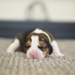 Asher - male Beagle puppy in Atlanta, Georgia from Sinaj
