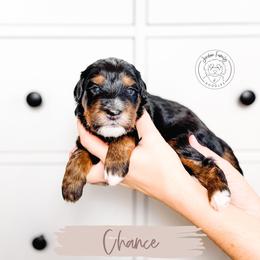 Chance - Tri-color male Bernedoodle puppy in Mahomet, Illinois from Jordan Family Doodles