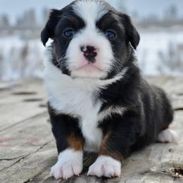 BTF-4 - Black tri female Miniature American Shepherd puppy in Baker City, Oregon from Back Country Aussies
