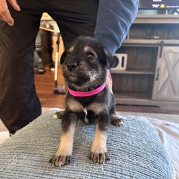 Girl 1 - Black female Companion Cross puppy in Summerfeld, Florida from Amazing Standard Schnauzers
