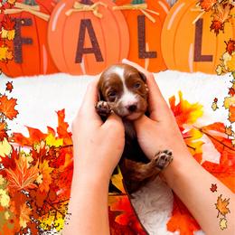 Monday - Red  female Goldendoodle puppy in Kissimmee, Florida from Poodle Doodle Kennels