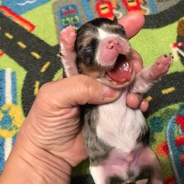 Chihuahua Puppies from Chilove Chihuahuas