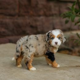 Blair MICRO - female Australian Mountain Doodle puppy in Dalton, Ohio from Haven Doodles