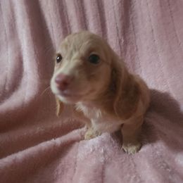 Daisy 1 - Red female Dachshund puppy in Adolphus, Kentucky from Walker's Dachshunds