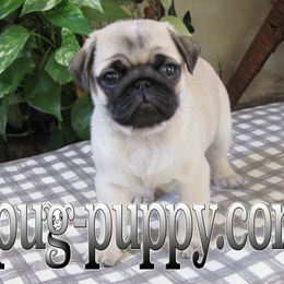 Pug Puppies from Pug Puppies of Boston