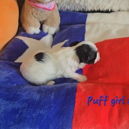Girl 3 - female Chinese Crested puppy in Amarillo, Texas from Lone Star Chinese Cresteds by Kim