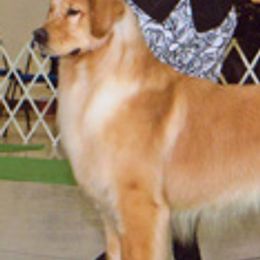 Golden Retrievers from Xanthos Golden Retrievers