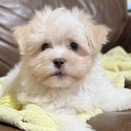 Charlie - Cream male Havanese puppy in Lancaster, South Carolina from 3 Bs Havanese-PUPPIES with  PURPOSE