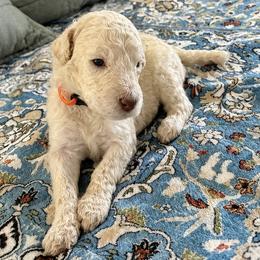 Orange Collar Male - White male Poodle puppy in Screven, Georgia from Dreamland Standard Poodles