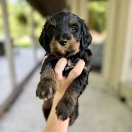 Cinderella - Phantom female Bernedoodle puppy in Midland, Michigan from Northern Charm Farm