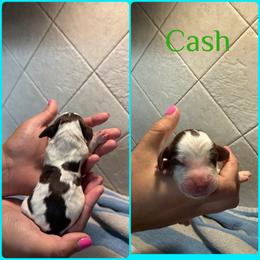 Cash - Liver white and tan male English Springer Spaniel puppy in Williston, Florida from Parks Paradise Springers