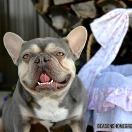 Lucy - French Bulldog