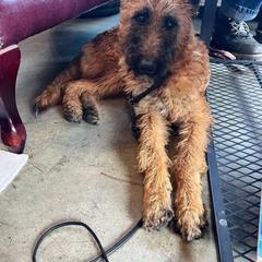 Puppy girl numbet 6 - Red sable female Belgian Laekenois puppy in Ball Ground, Georgia from COSWALD  BELGIAN  LAEKENOIS