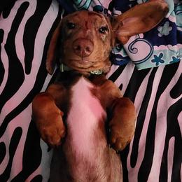 Dachshund All Grown Up from BlackPine Kennels