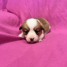 Girl 3 (Cinderella) - Fawn female Pembroke Welsh Corgi puppy in Brazoria, Texas from Diamond Bar H